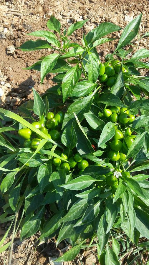 Azienda Agrituristica Le Terre Di San Leonardo Cetraro Kültér fotó
